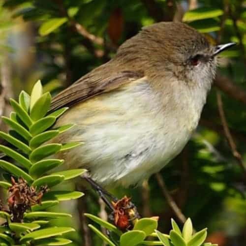 Birdlife On Ulva Island, New Zealand