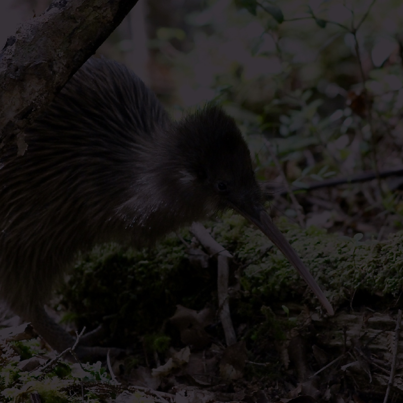 Beaks & Feathers Kiwi Spotting background