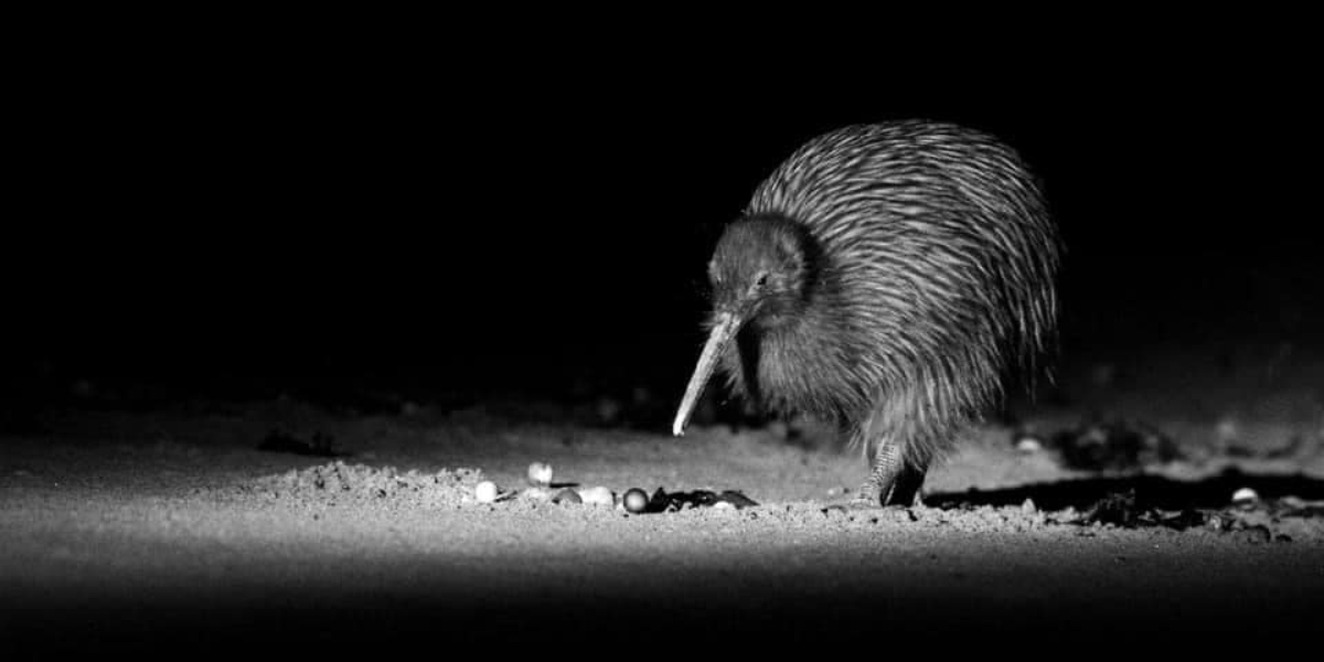 Beaks-and-Feathers-Kiwi