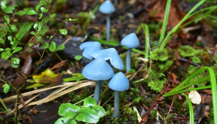 Fantastical Fungi