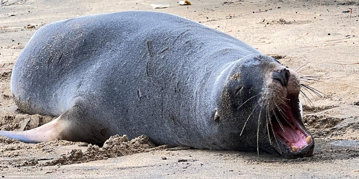 Beaks-and-Feathers-Sea-Lion