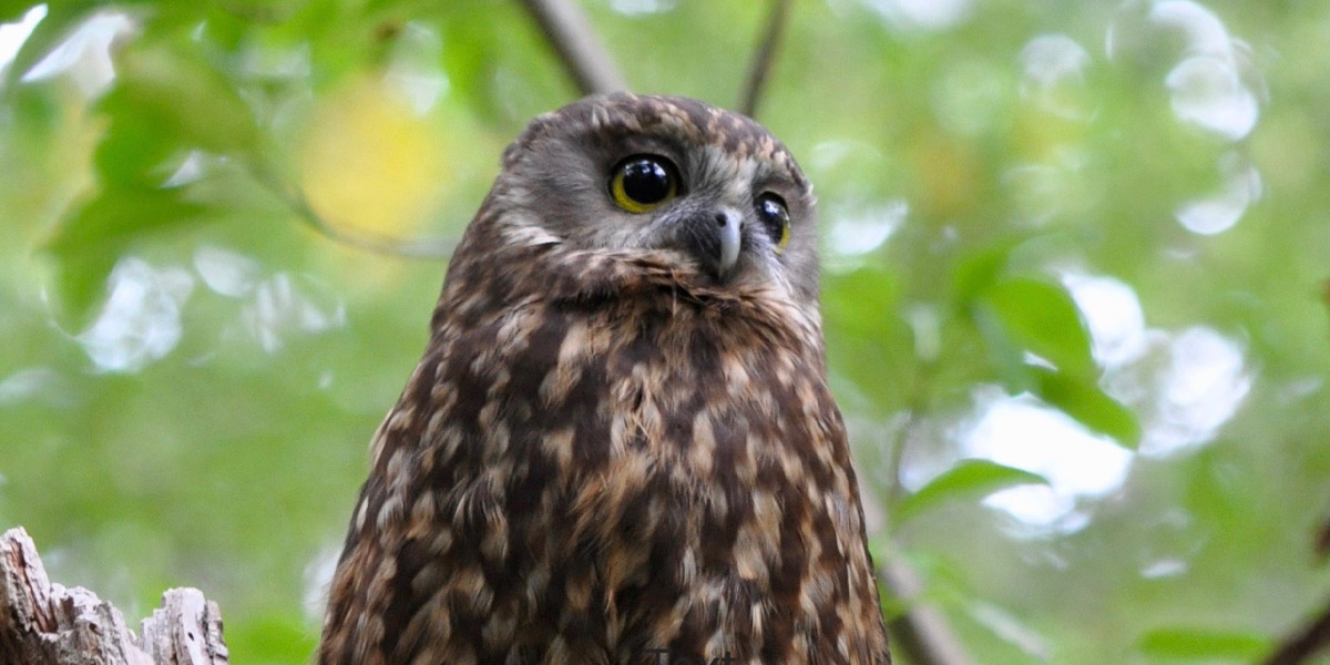 Beaks-and-Feathers_Morepork_1200x600