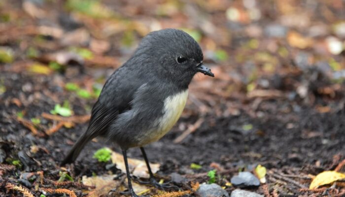 Stewart Island Robin – Curious And Trusting